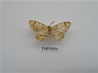 藏品(尺蛾160)的圖片